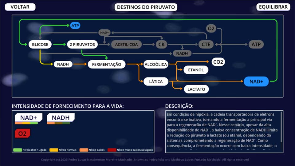 Cena da via Destinos do Piruvato no BioQBoard